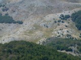 20. Ovce na ispaši
